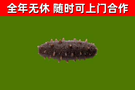 合水回收海参干